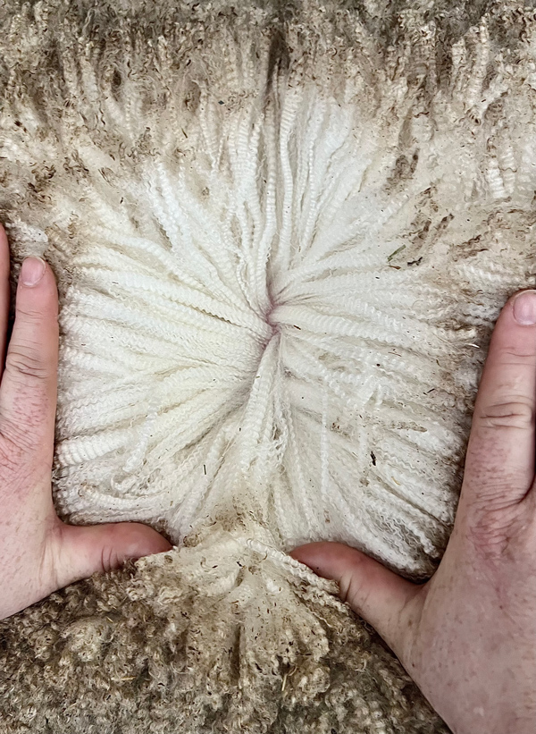 Belbourie-wool Belbourie-wool