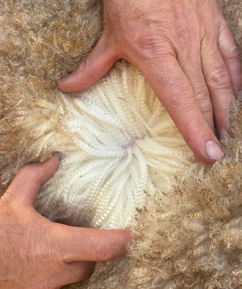 WP-Wool
